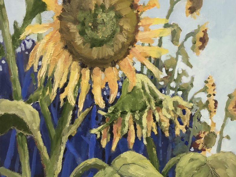 VanDusen Sunflowers, 12 x 12, oil on board