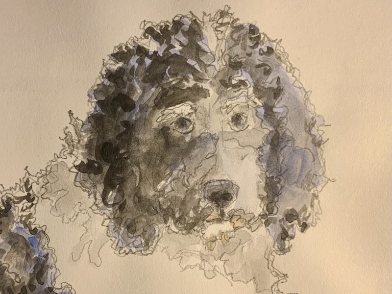 Bailey – SOLD 4 x 5, watercolour on paper